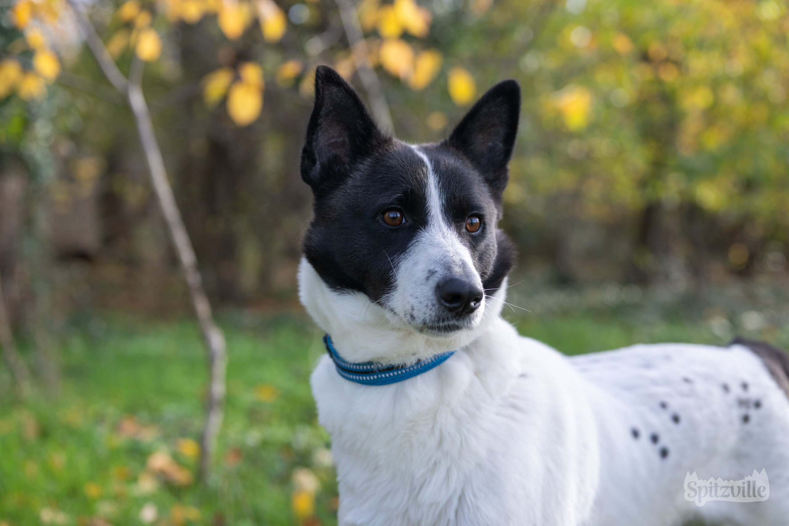 Canaan Dog Ziva