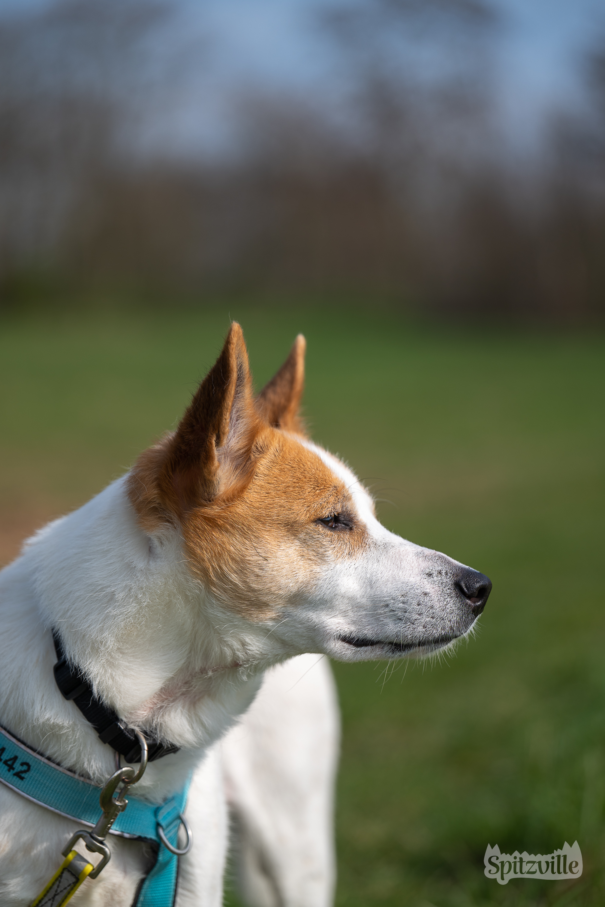Canaan Dog Lucy im Feld