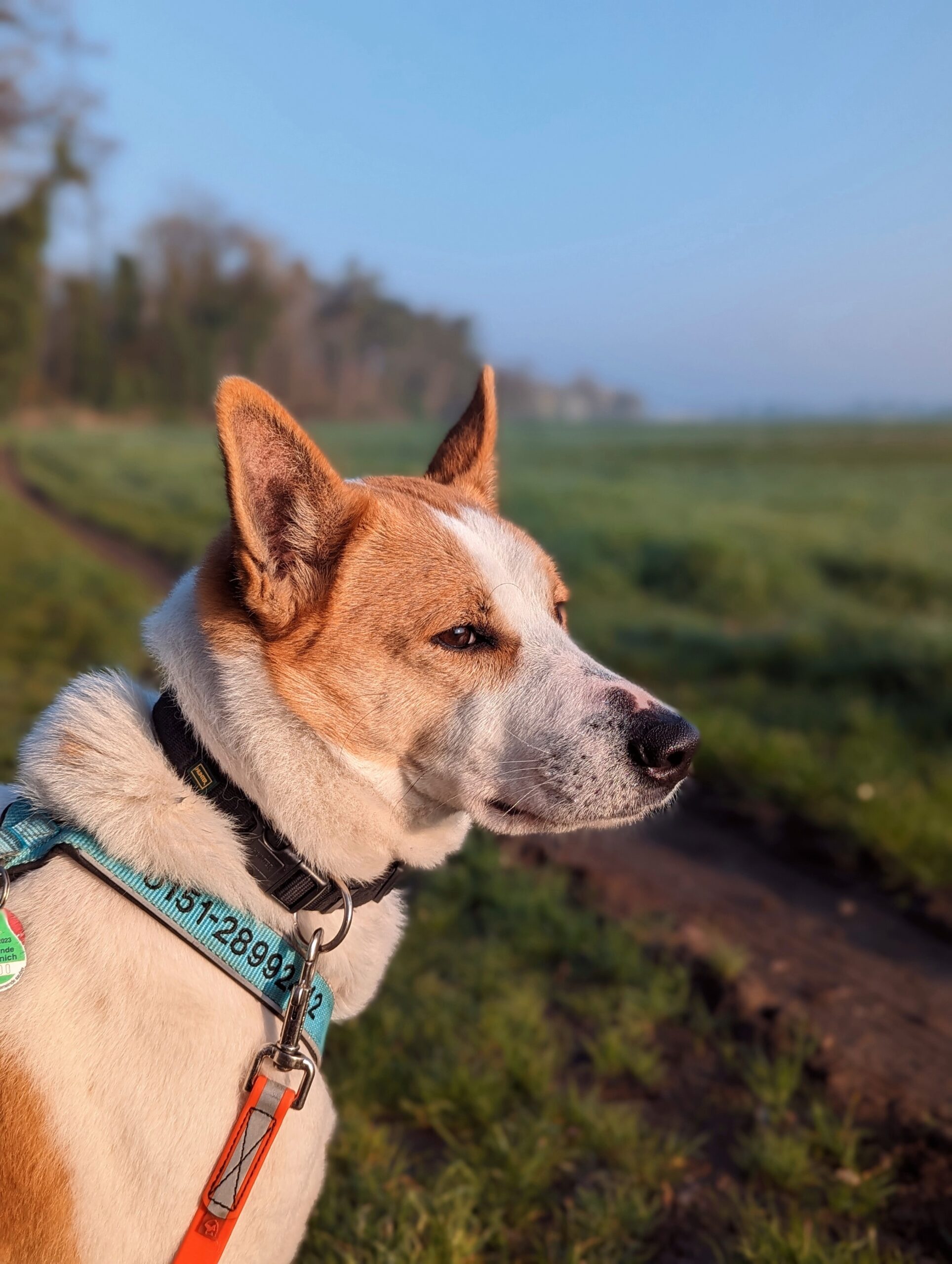 Canaan Dog Kanaanhund Lucy in der Abendsonne