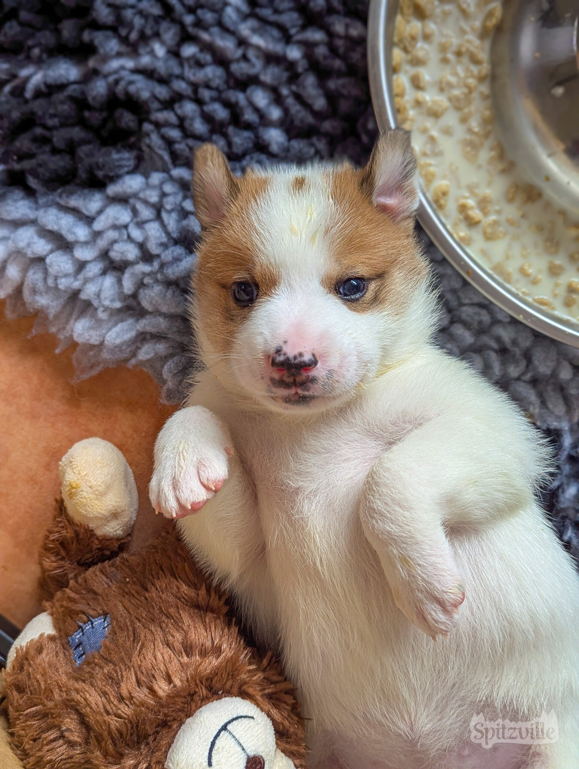 Canaan Dog Kanaanhunde Welpe klein