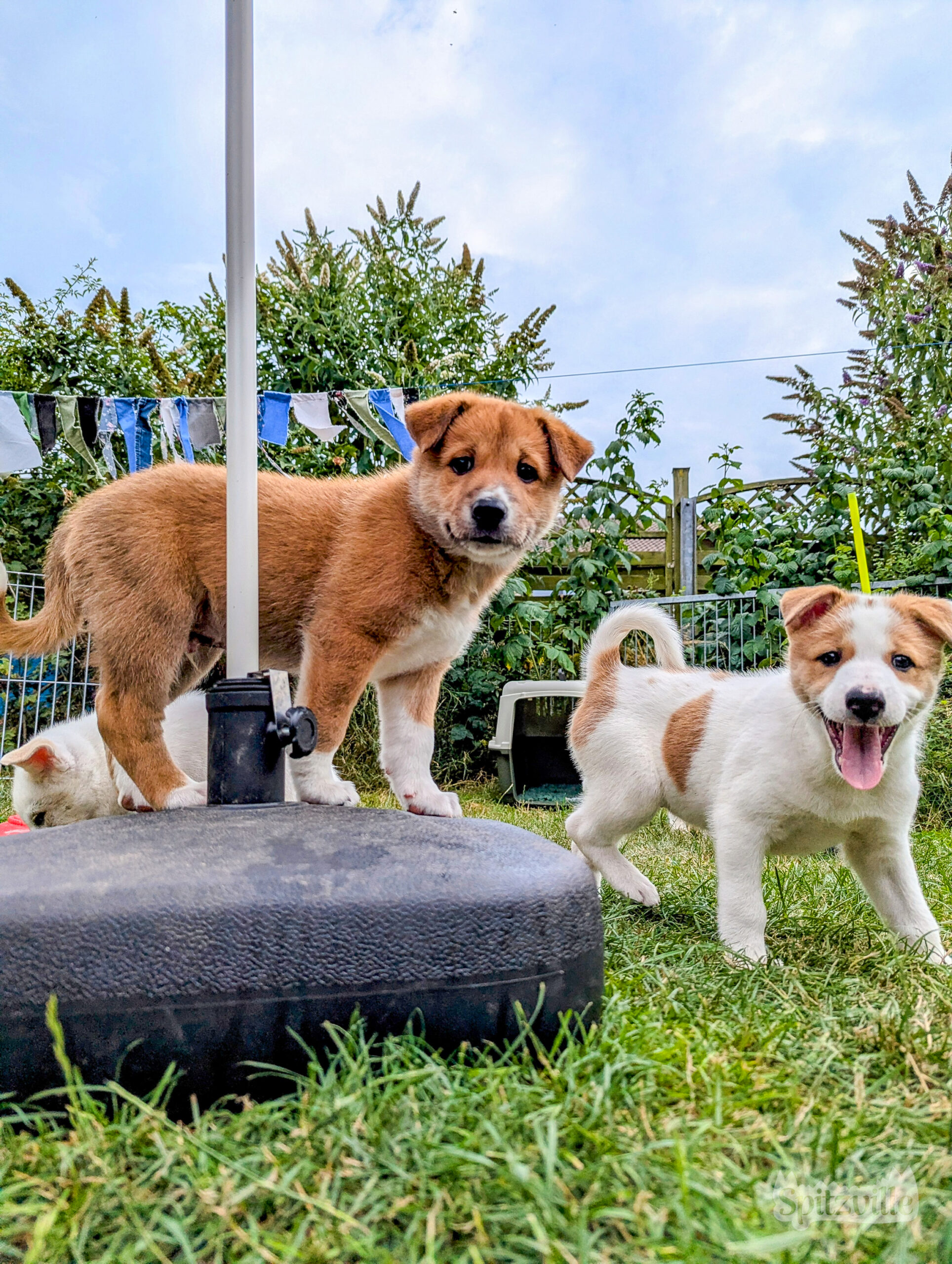 Canaan Dog Kanaanhund Welpen von Spitzville