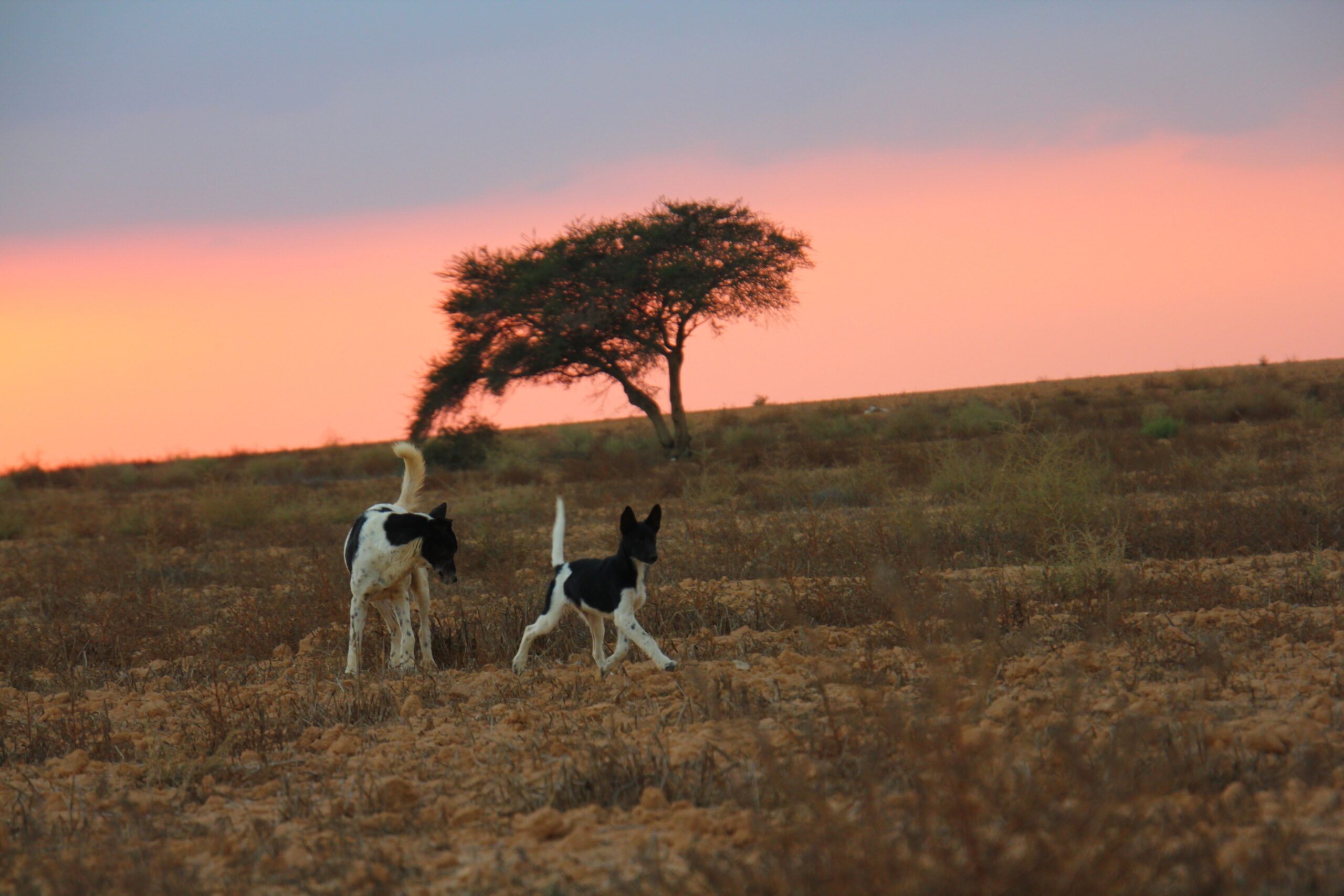 Wild born Canaan Dogs Umim and Biryon