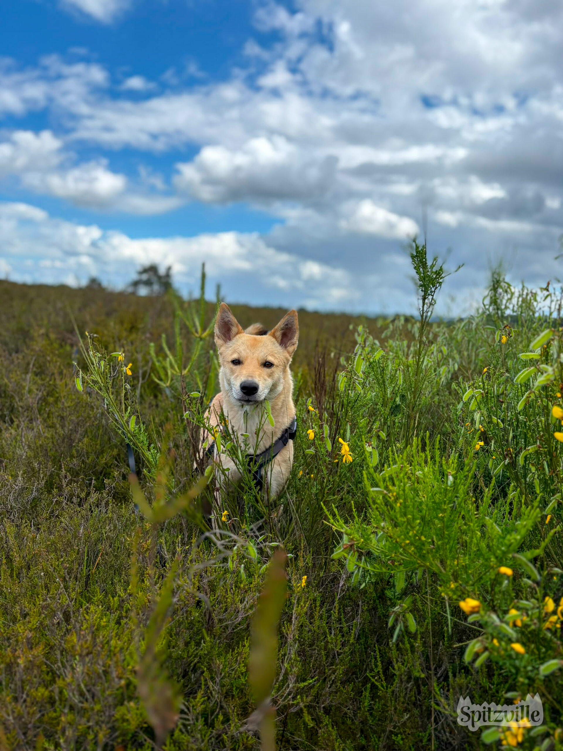 Canaan Dog Nika